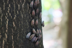 Invasive Species Spotted Lanternfly Permeates Across Northeast With Fears They Could Spread Further