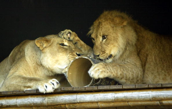 Lion Cubs First Birthday At Taronga Zoo