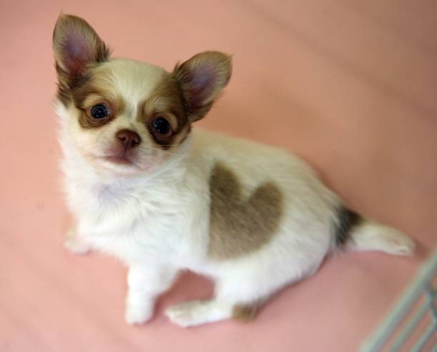 Chihuahua Pet Was An Accomplice With Owner During Burglaries Out In Canada.