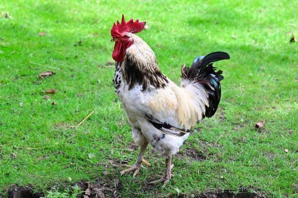 51 People Arrested For Cockfighting Ring In New Jersey
