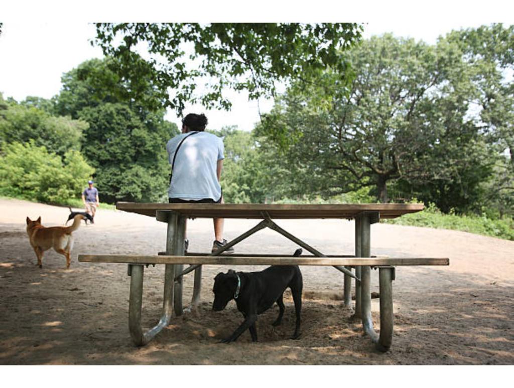Man Sits On Bench At Dog Park While The Dogs Are Having Fun